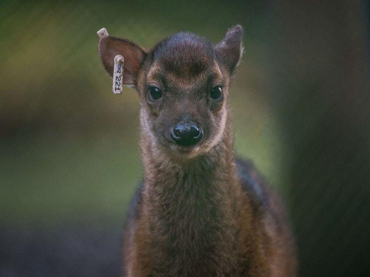 In Video: See the rare deer born at Chester Zoo | Guernsey Press