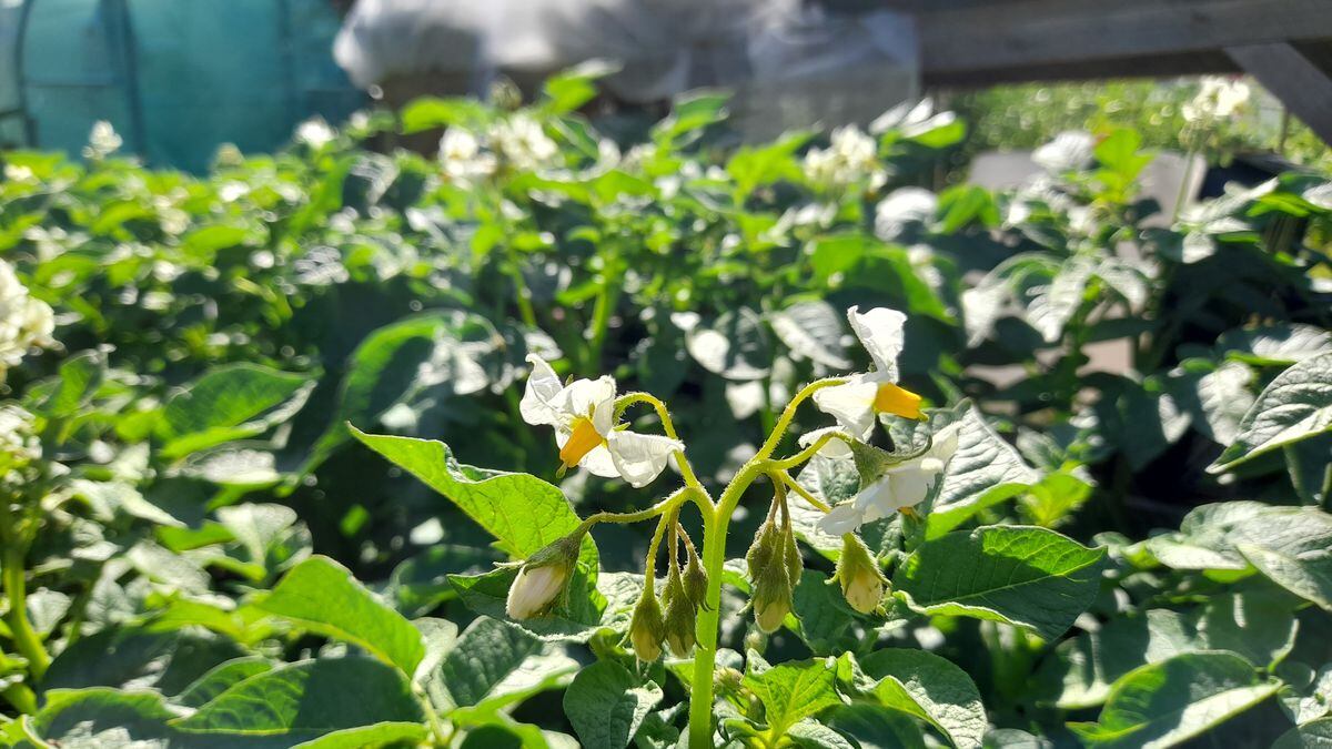 Colleen potatoes in flower at the allotment. (Picture by Paul Savident) (30961371)