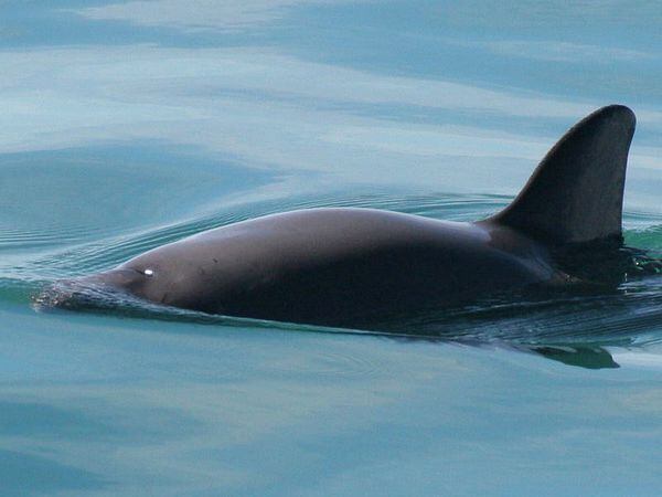 Mexican navy sets hooks for illegal nets in bid to help vaquita porpoise