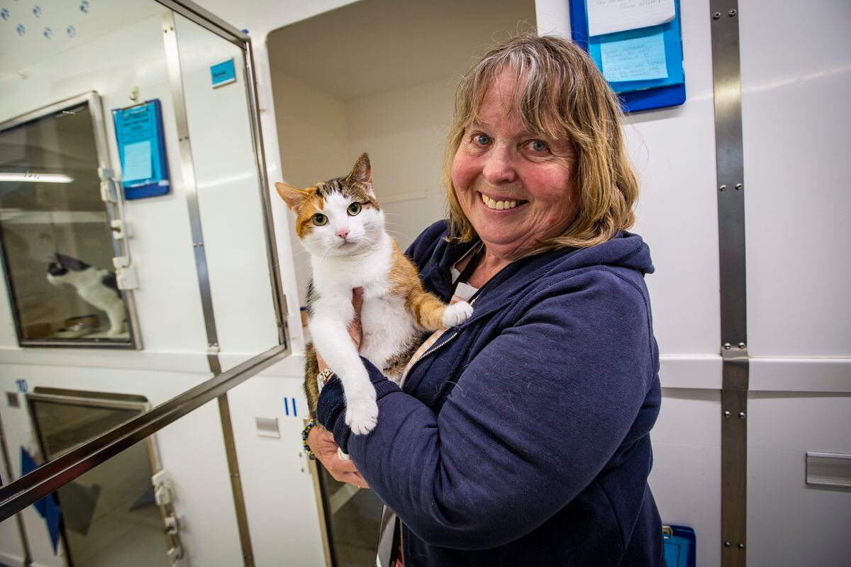 Keep calling about 'missing' cats, say animal charities | Guernsey Press