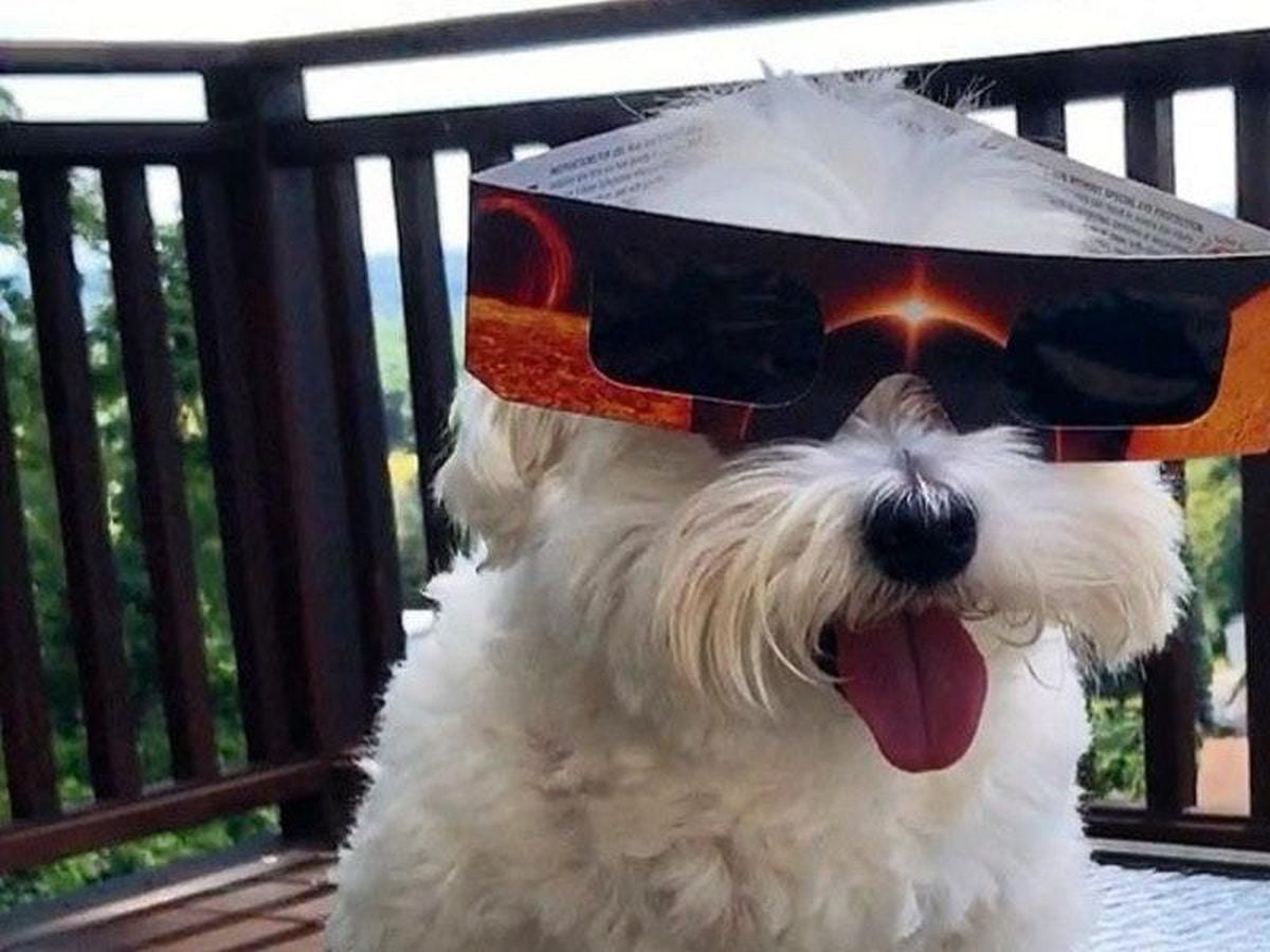 are dogs affected by the solar eclipse