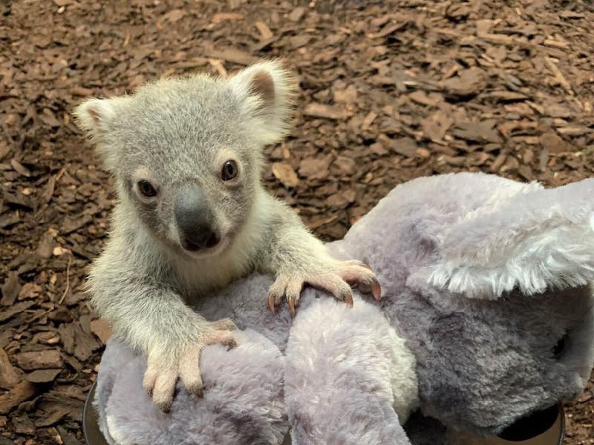 Koala joey named in tribute to homeland | Guernsey Press