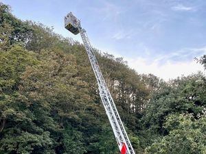 The Guernsey Fire & Rescue Service’s turntable ladder was used to reach a huge Asian hornet nest at La Vallette. (32501721)