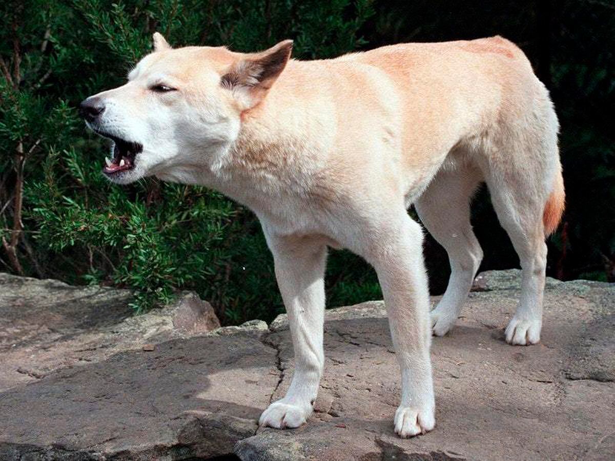 are dingo noisy