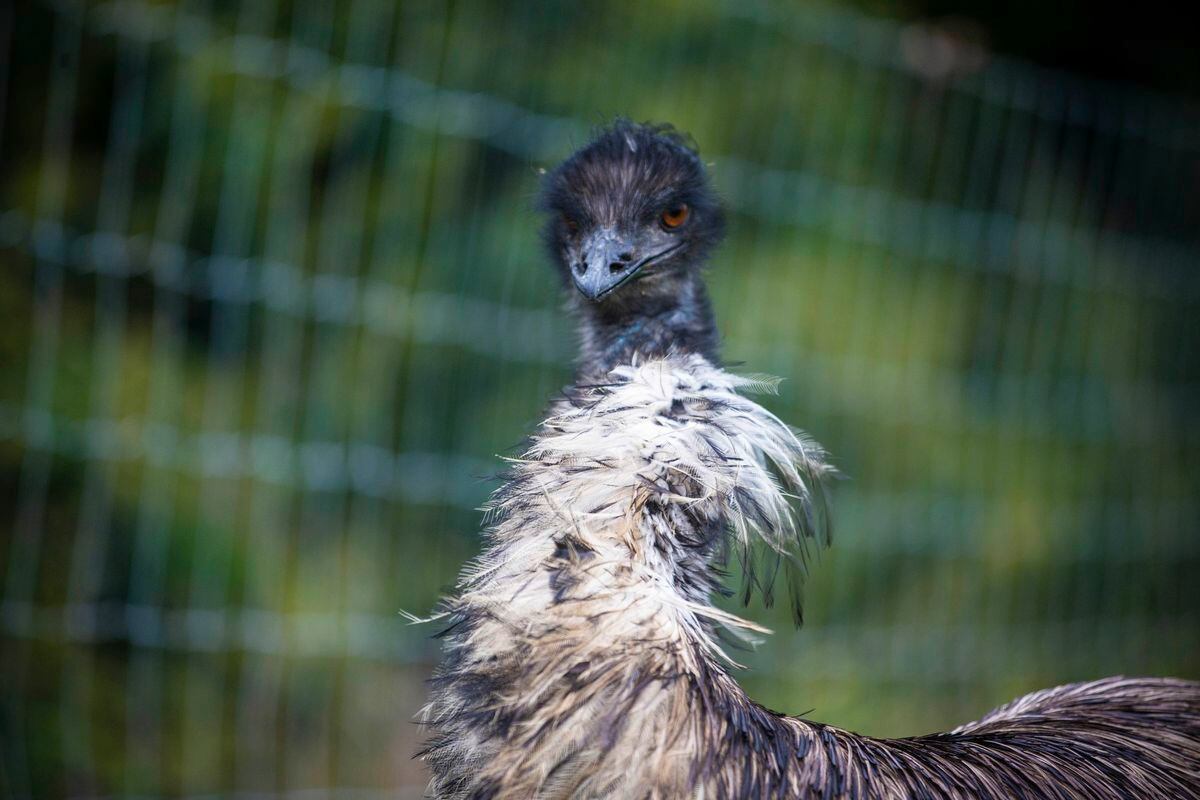 Zoo Owner In Plea After Emus Are Frightened By Fireworks Guernsey Press