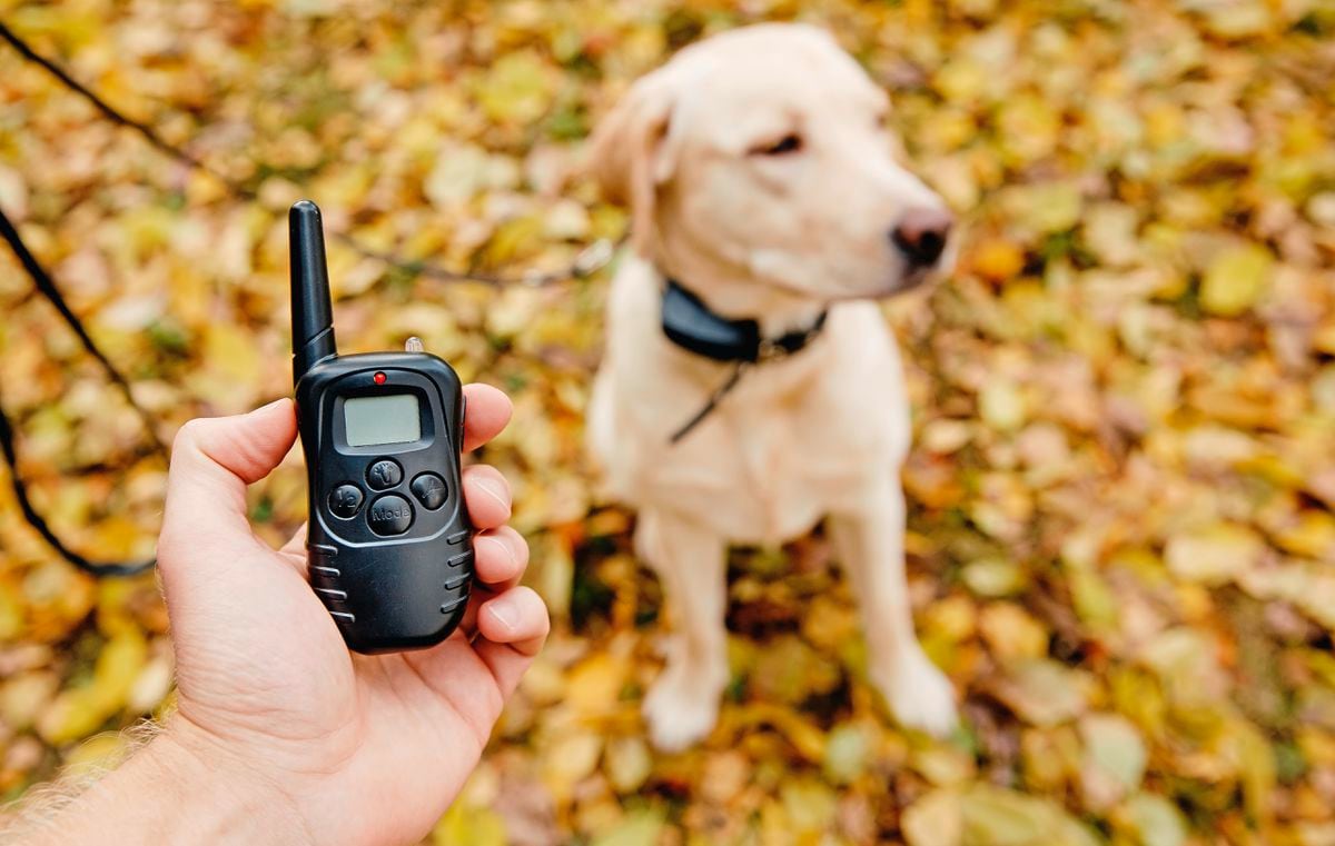 Shock collar outlet for aggressive dogs