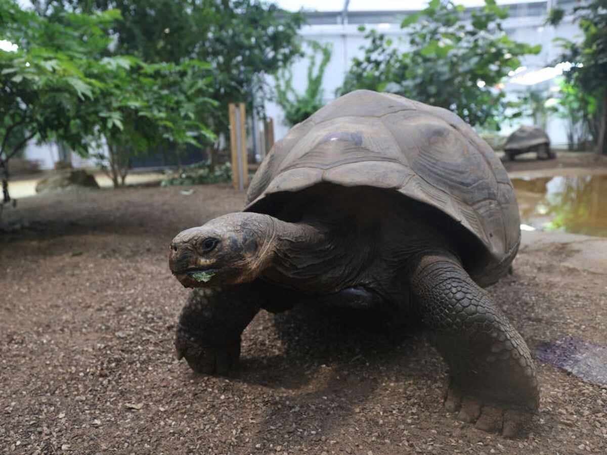 Tortoises can slow down ageing process, study suggests