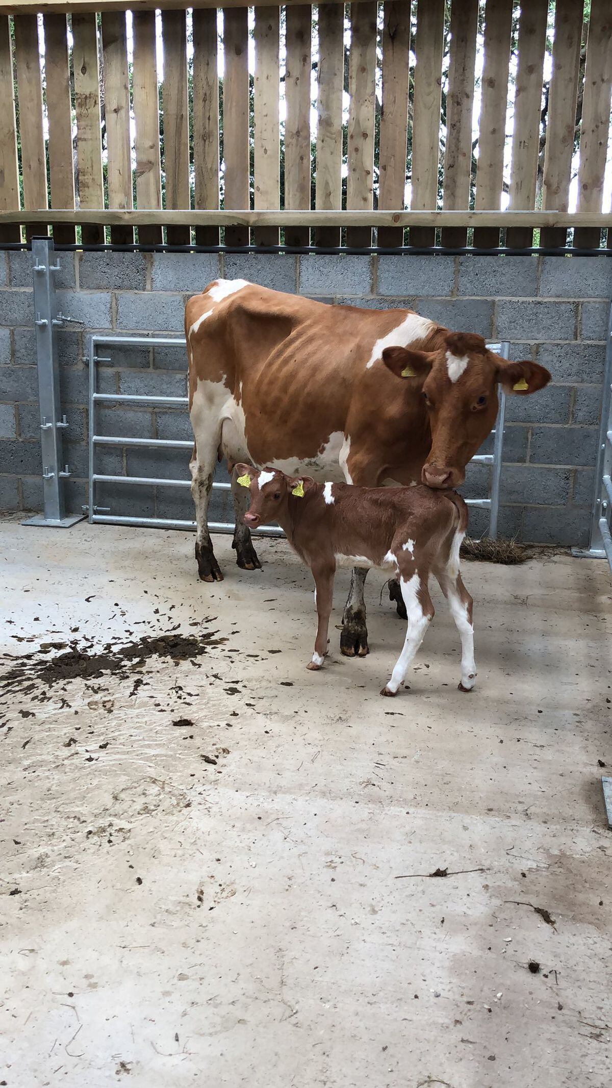 Venus, the first calf in Sark’s herd of cattle, was transported there from Guernsey with mother Daisy last week. (Picture supplied by Seigneur of Sark Christopher Beaumont)