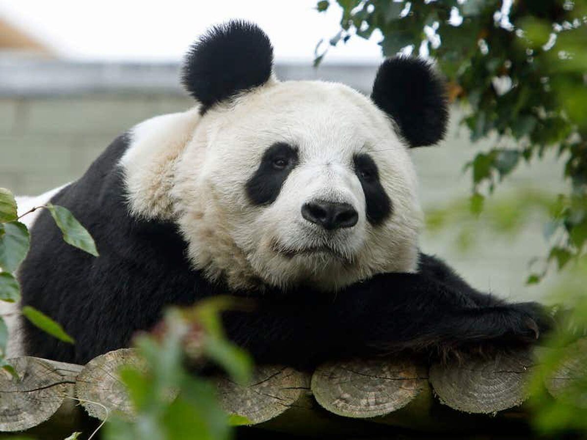Living in zoos outside their natural environment may disrupt pandas – study