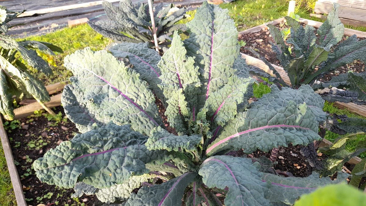 Dazzling blue kale.  (Picture by Paul Savident) (31505061)