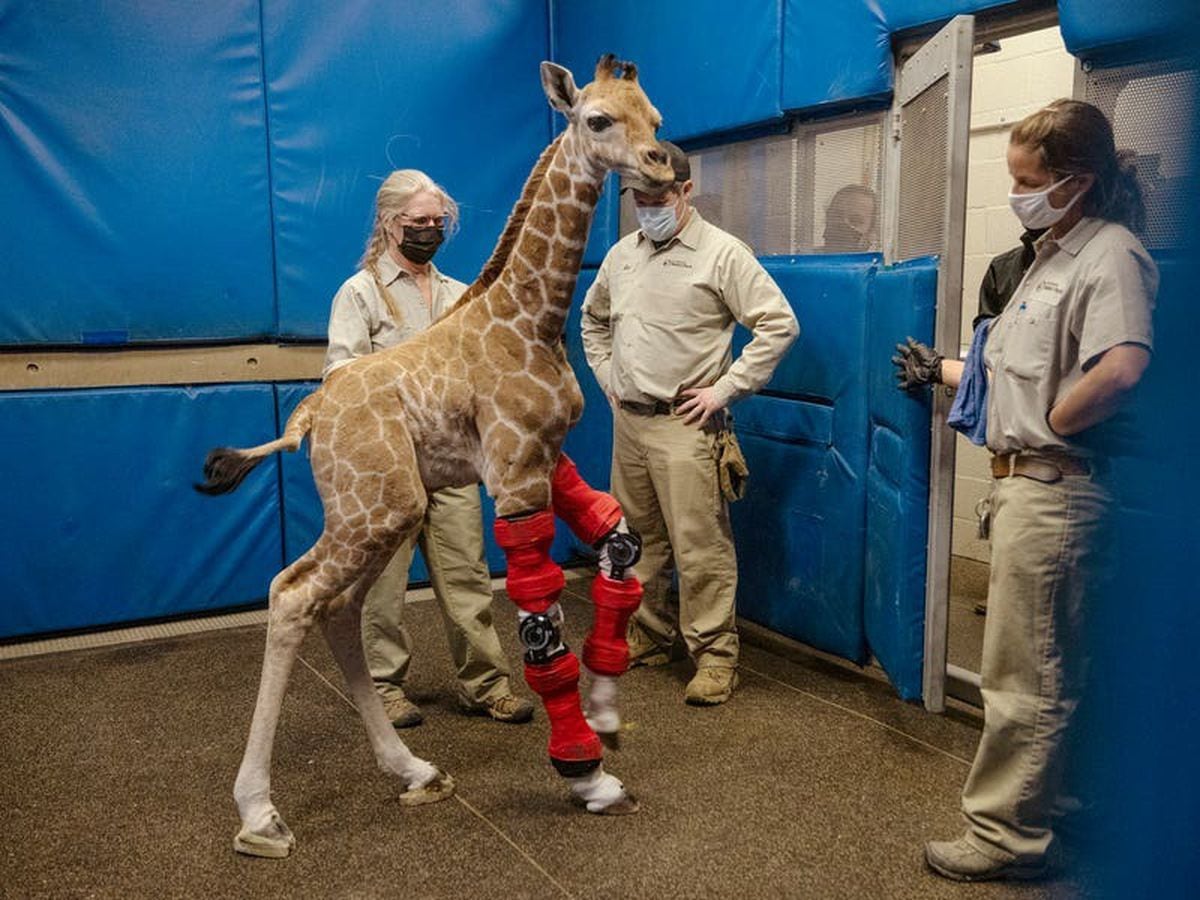 Baby giraffe bounces back after being fitted with orthotic brace