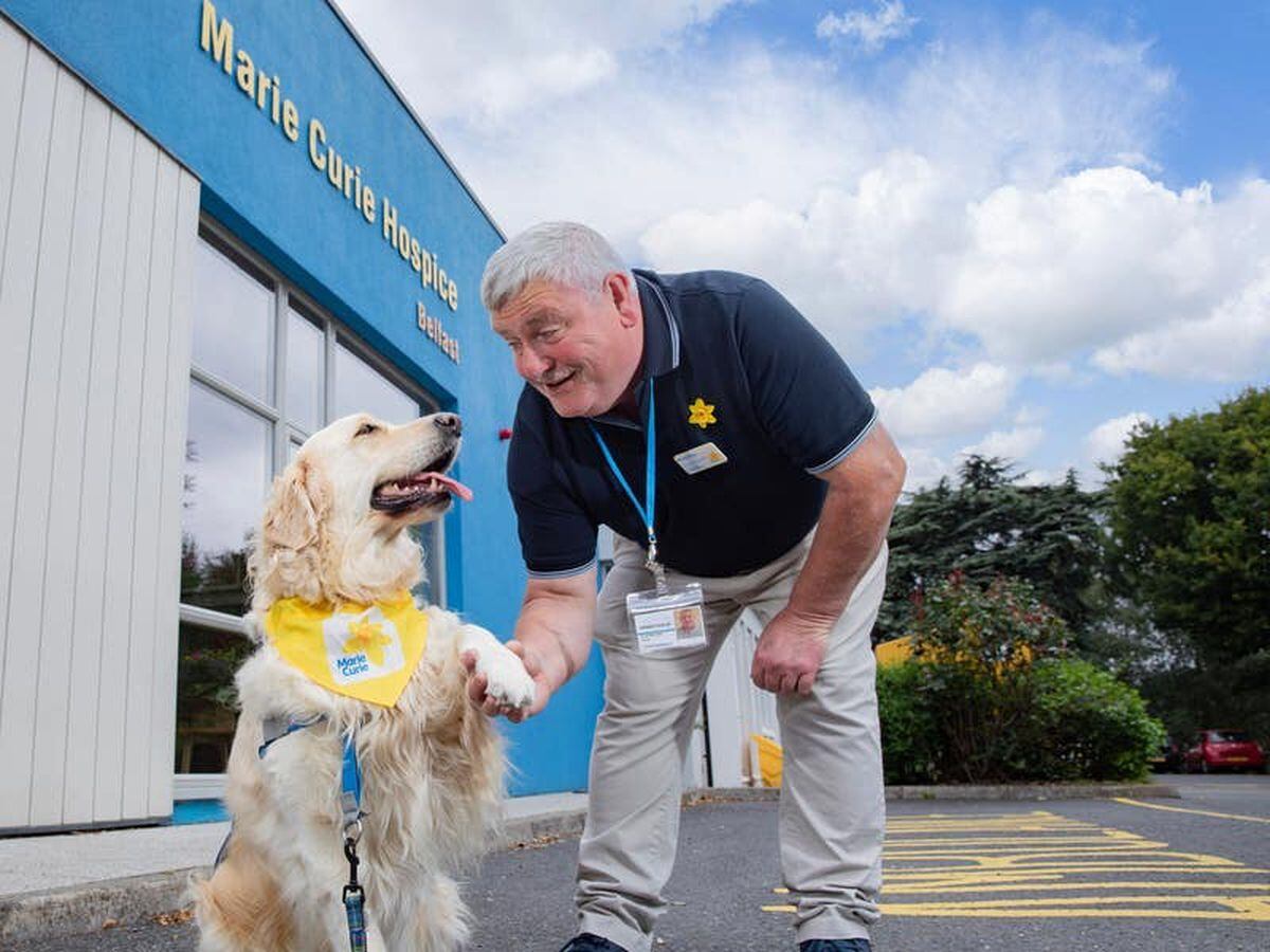 Therapy dog Sandi brings comfort to hospice patients in Belfast