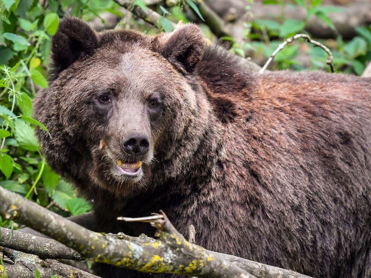 Brown bears switch habitats to hunt reindeer and moose calves, study finds