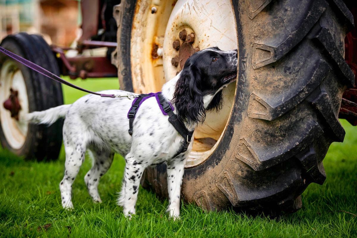 Star sniffing a tractor wheel. (29727271)