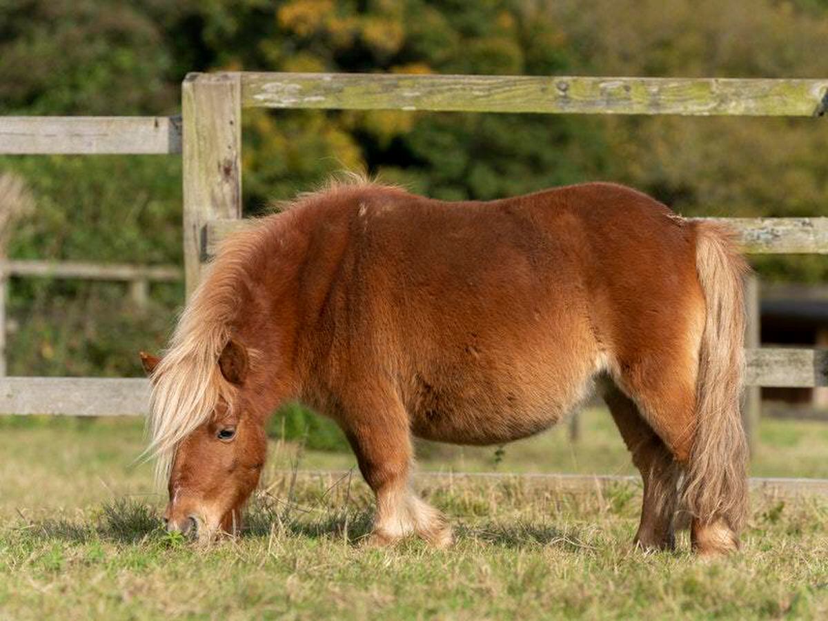 Abandoned rescue pony stars in RSPCA Christmas appeal Guernsey Press