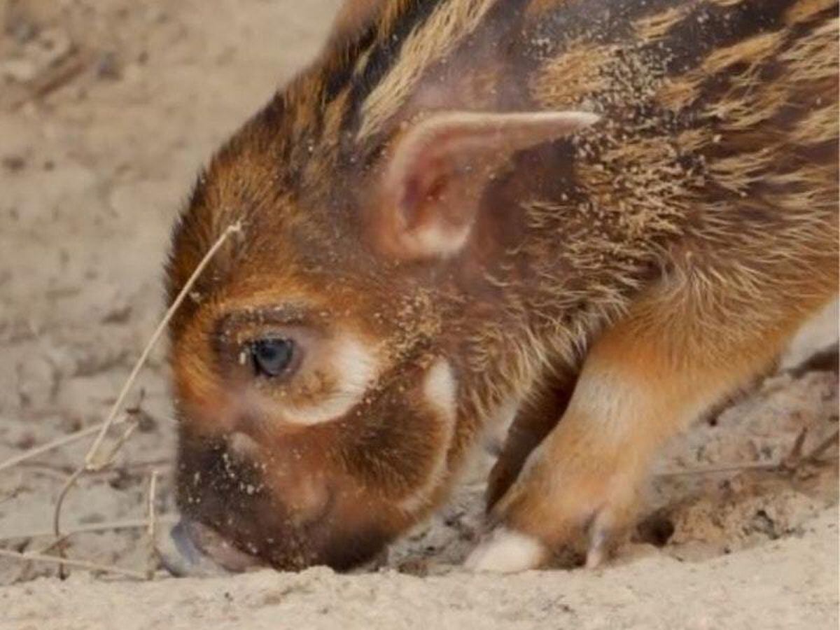 This newborn red river hog will be the cutest thing you see all day