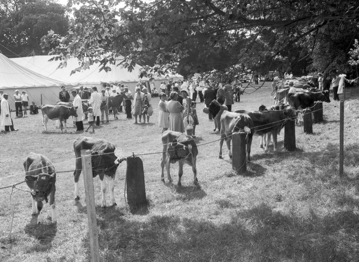 Guernseys at the 1966 North Show in Saumarez Park.          (30834191)