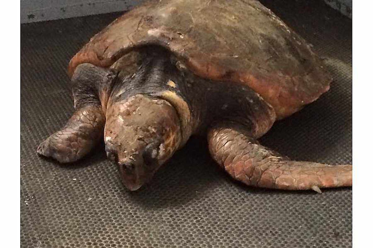 Washed-up turtle in care of GSPCA | Guernsey Press