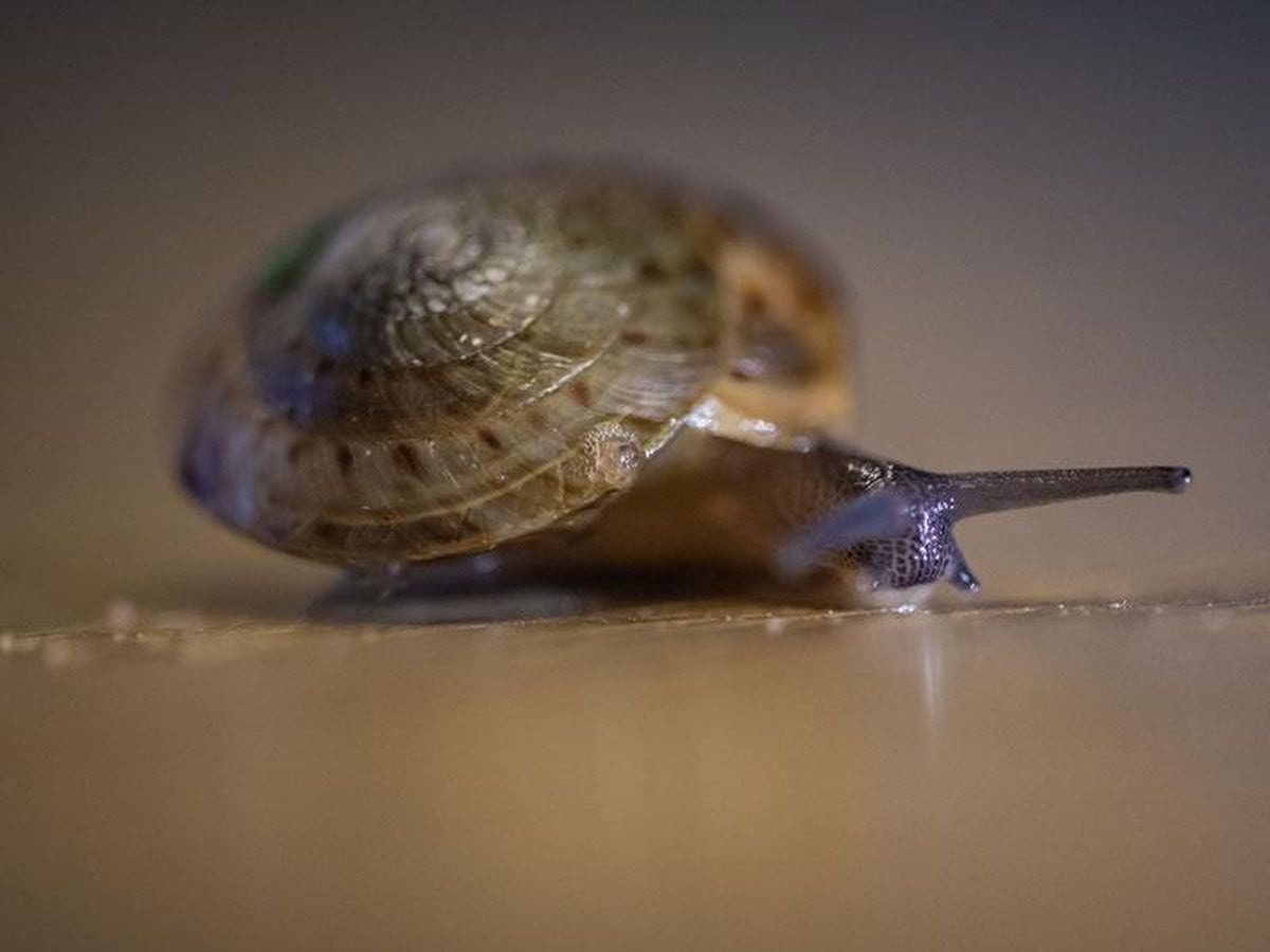 Zoo releases rare snails that had been considered extinct into wild ...