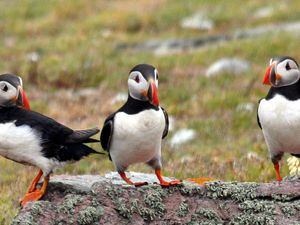 Puffins have once again returned to the Bailiwick with populations stable. The Alderney Wildlife Trust started its Puffin Watch project last year, using cameras to monitor and the record population.
