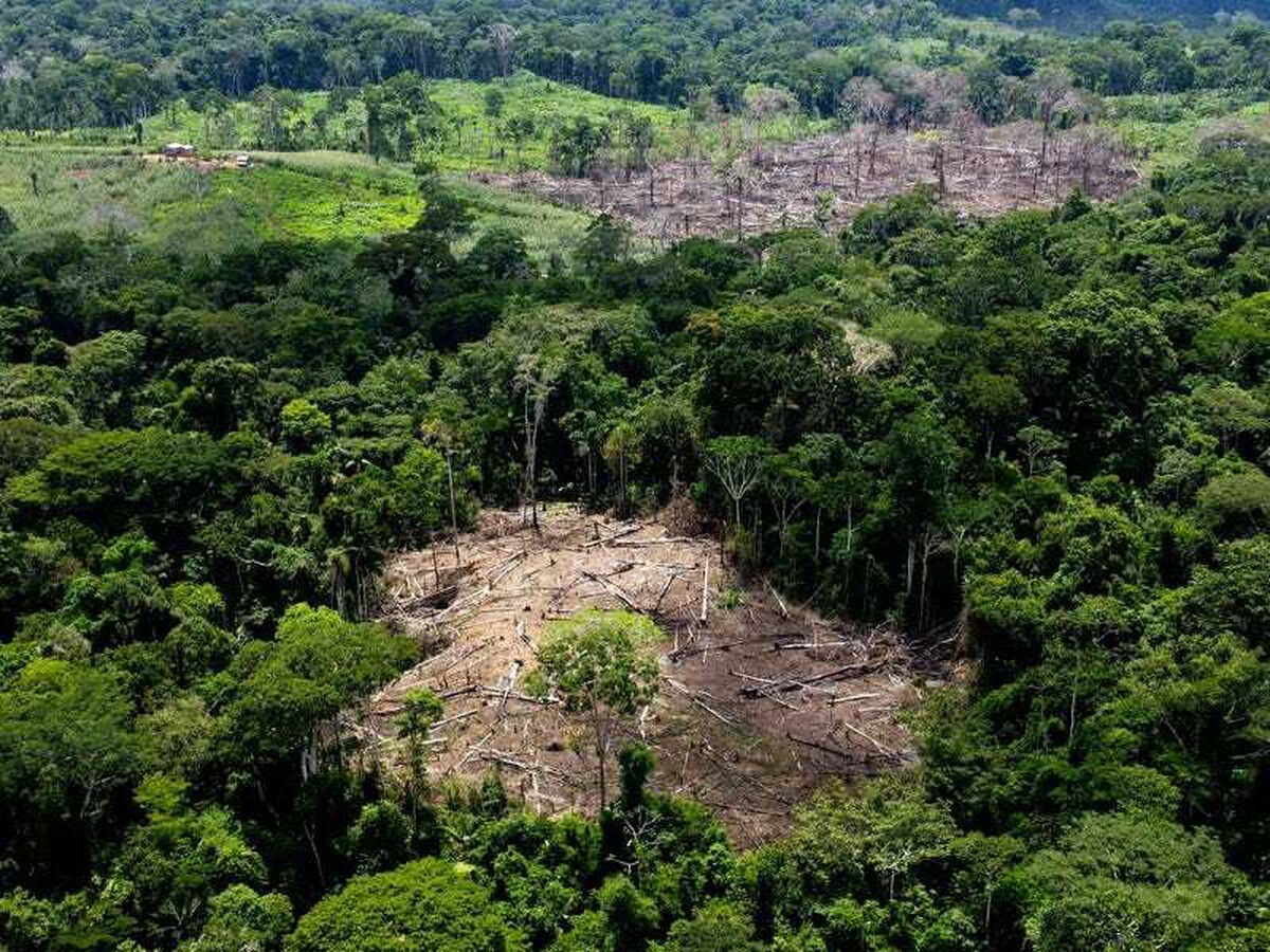 Germany pledges £179m to help preserve Brazil’s rainforest