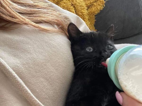 ‘Feisty’ kitten named Smudge rescued from motorway near Doncaster