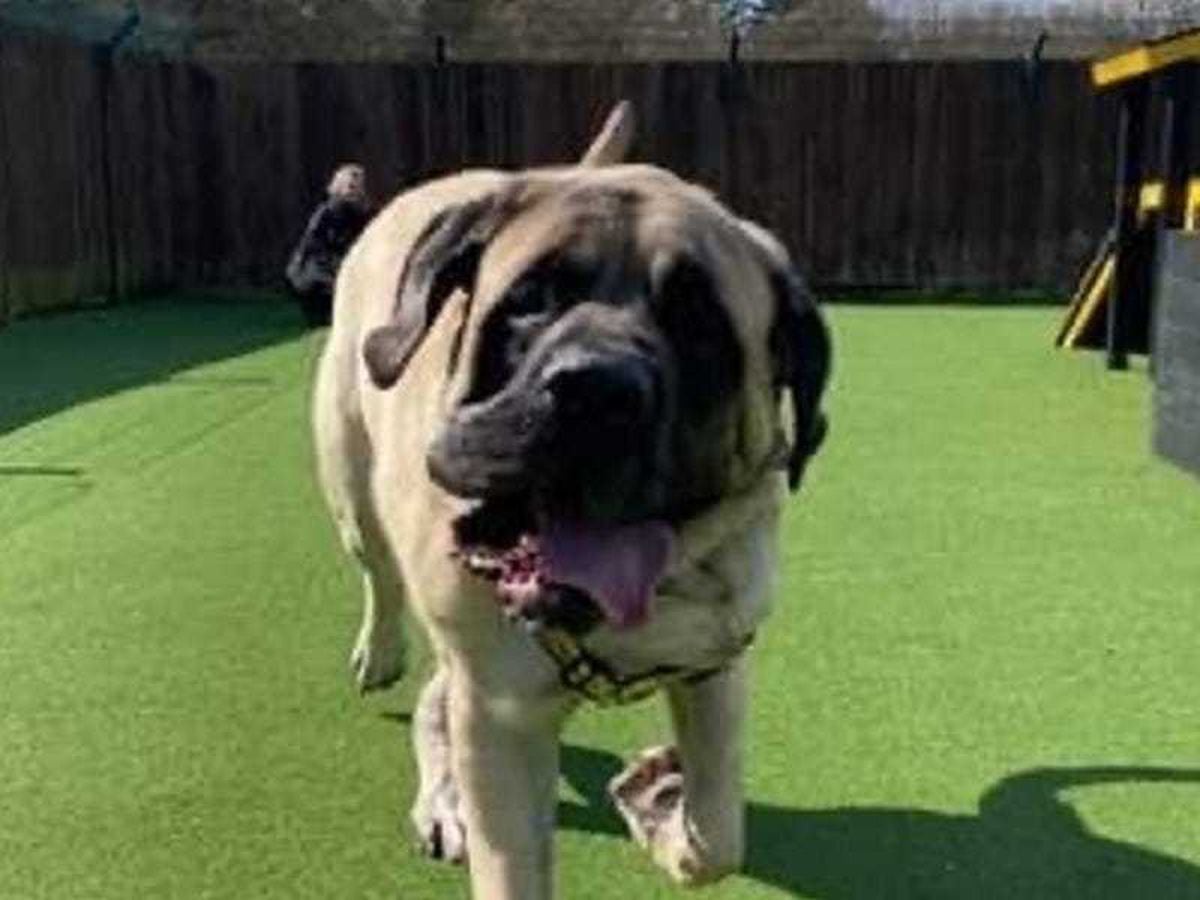 Dogs Trust Canterbury's biggest ever dog Galahad the mastiff finds new home