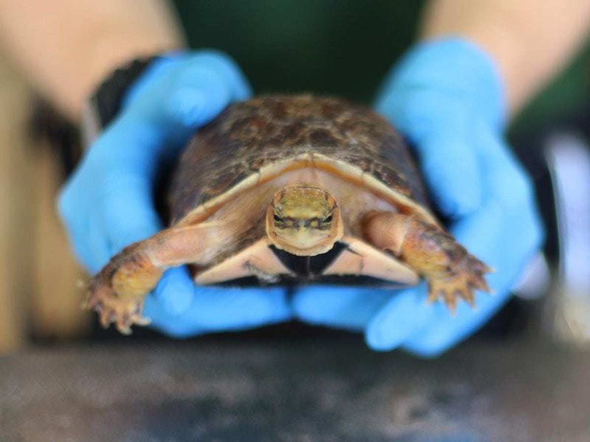 In Pictures: All creatures great and small tip the scales at zoo weigh ...