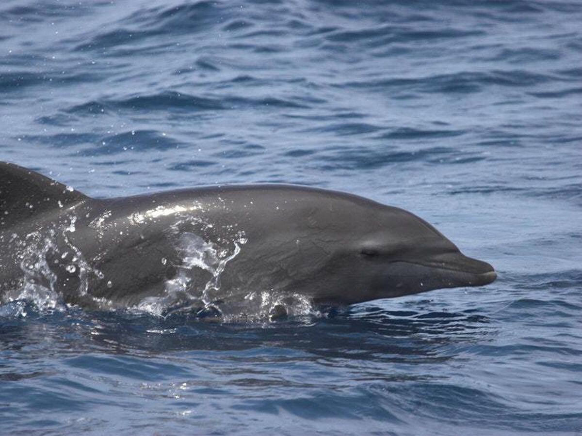 Watch: Bottlenose dolphins caught swimming off the Welsh coast ...
