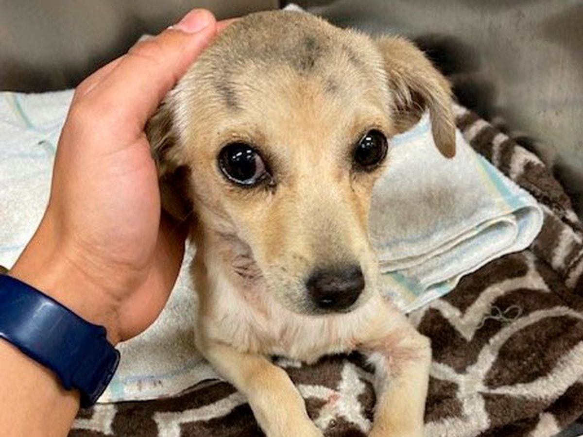 Chihuahua puppy found with arrow through neck expected to survive
