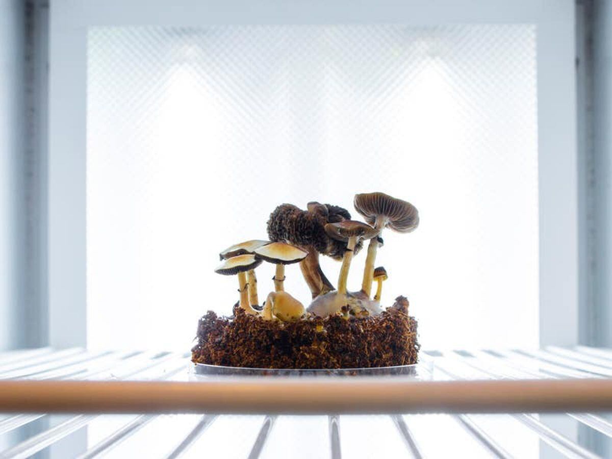 Hermès is experimenting with one very magic mushroom