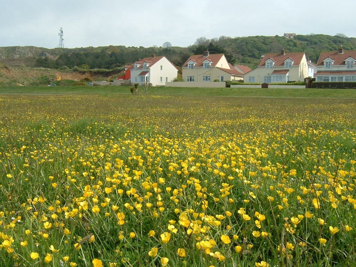 Wild flowers on Braye Common earlier this year.
