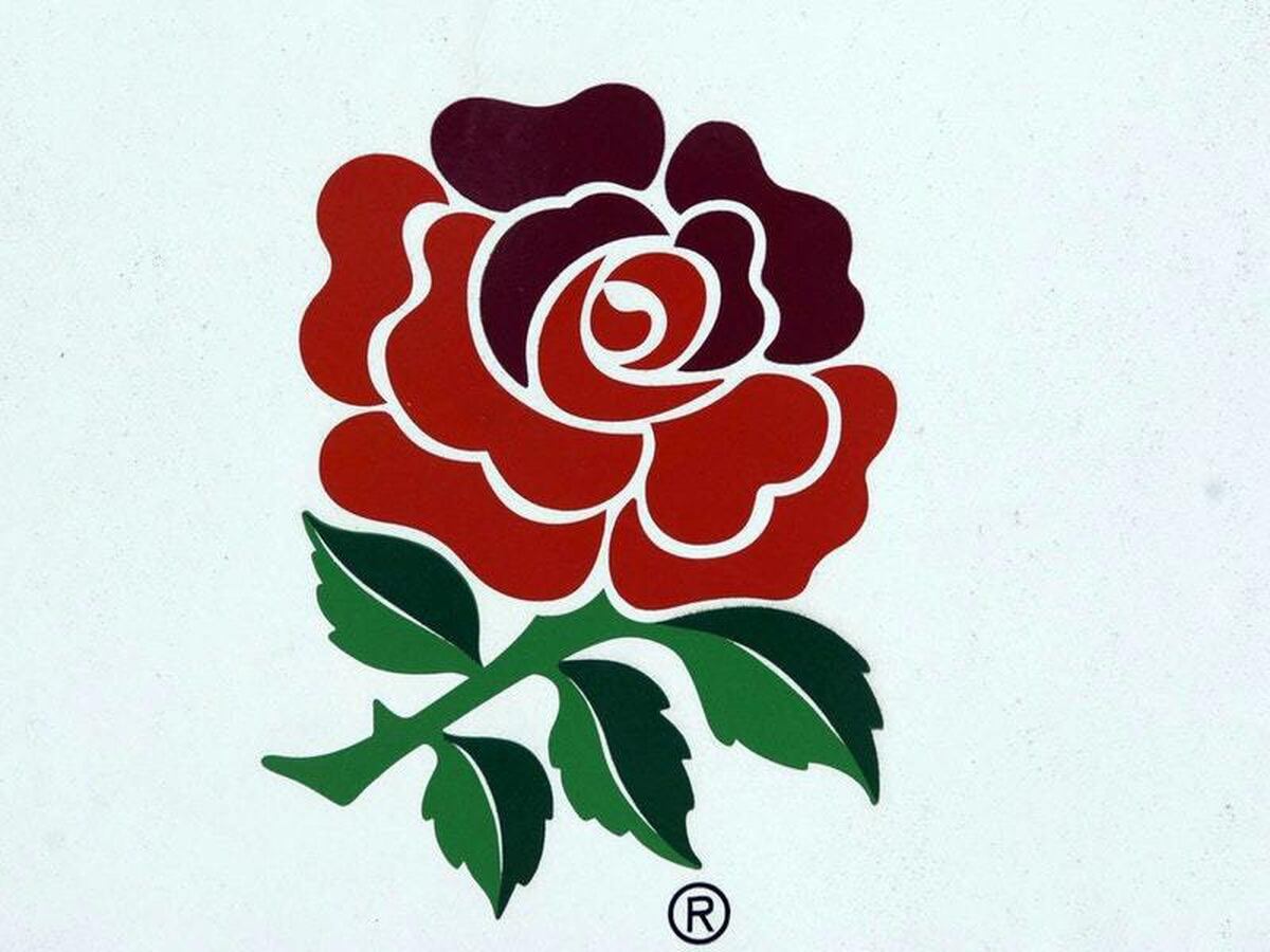 Rose symbol of england