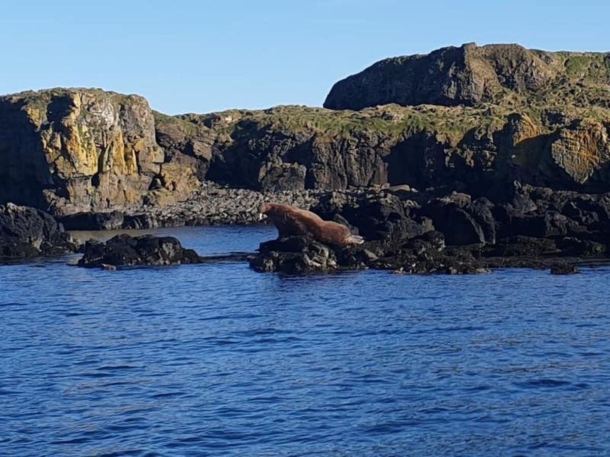 ‘massive Walrus Spotted Enjoying Sunshine On Scottish Coast Guernsey Press