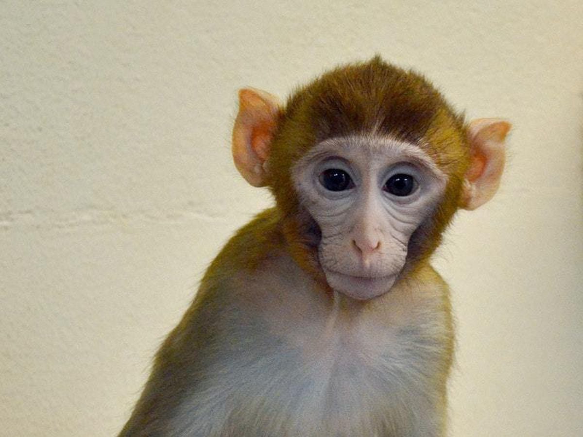 Monkey born from frozen testicular tissue offers fertility treatment ...