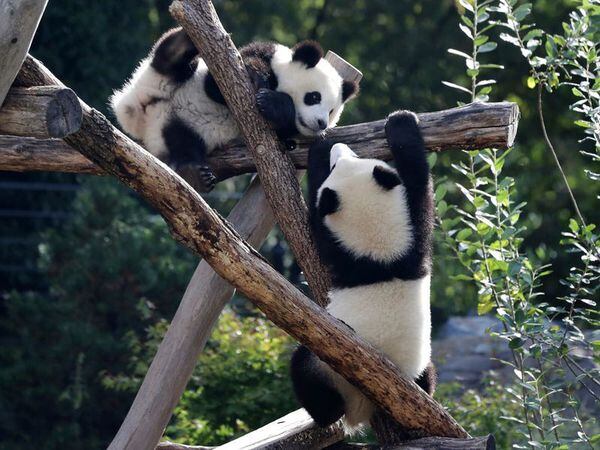 Berlin Zoo Sends First Giant Pandas Born In Germany To China | Guernsey ...