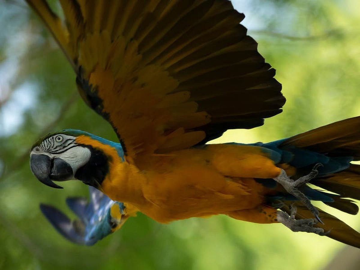 Last wild macaw in Rio searches for love at the city’s zoo