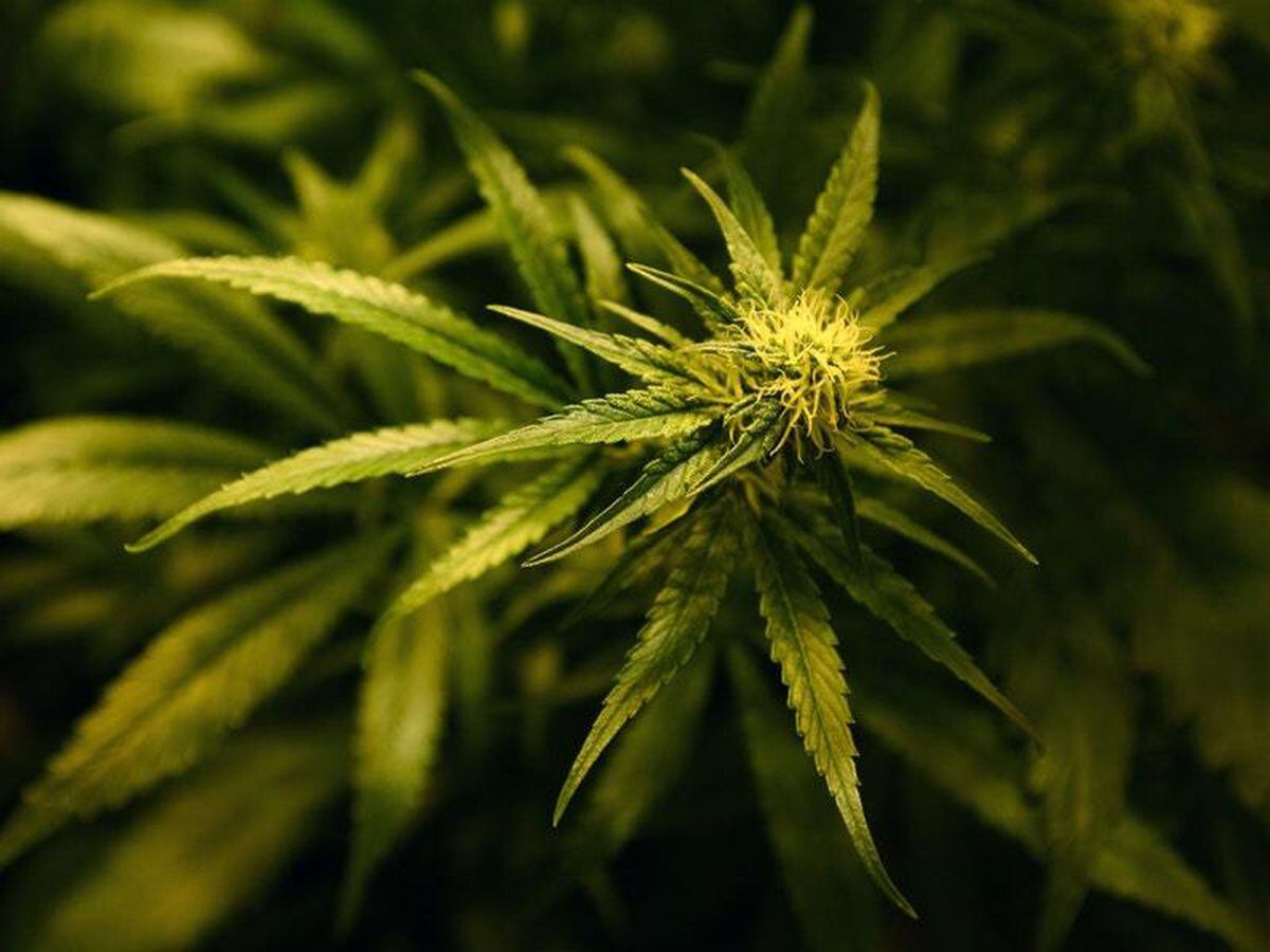 Cannabis plant (28563542)