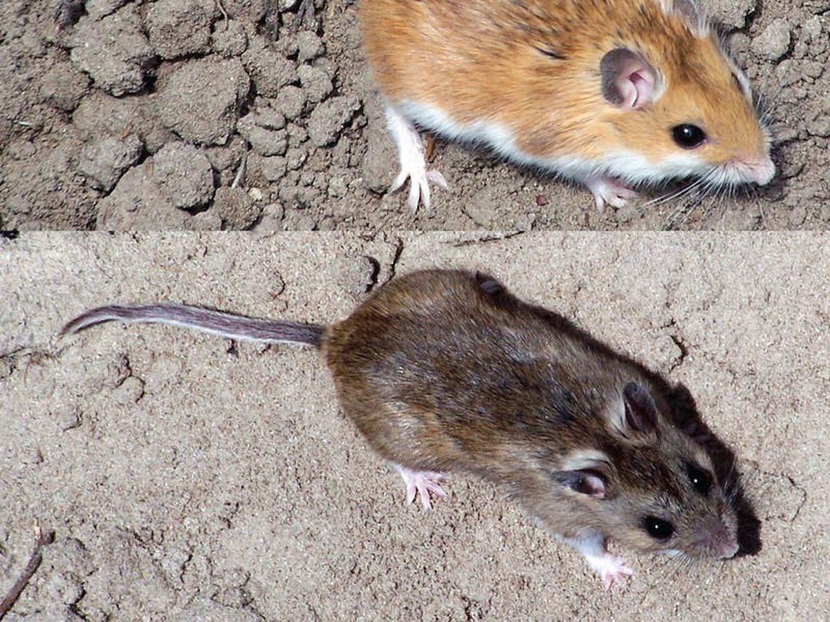 More powerful vacuum cleaners could limit mice numbers in Parliament – minister