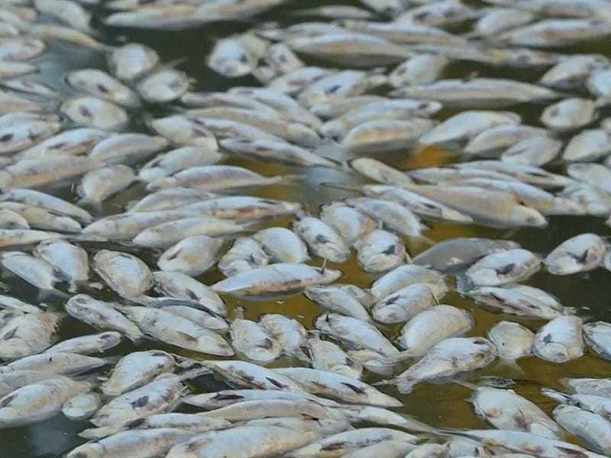Millions of dead fish wash up in Australian river after flooding and heatwave