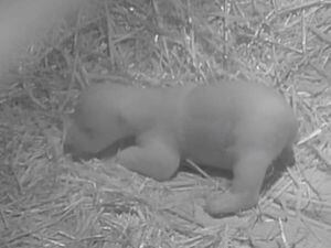 Wildlife park releases new footage of month-old polar bear cub