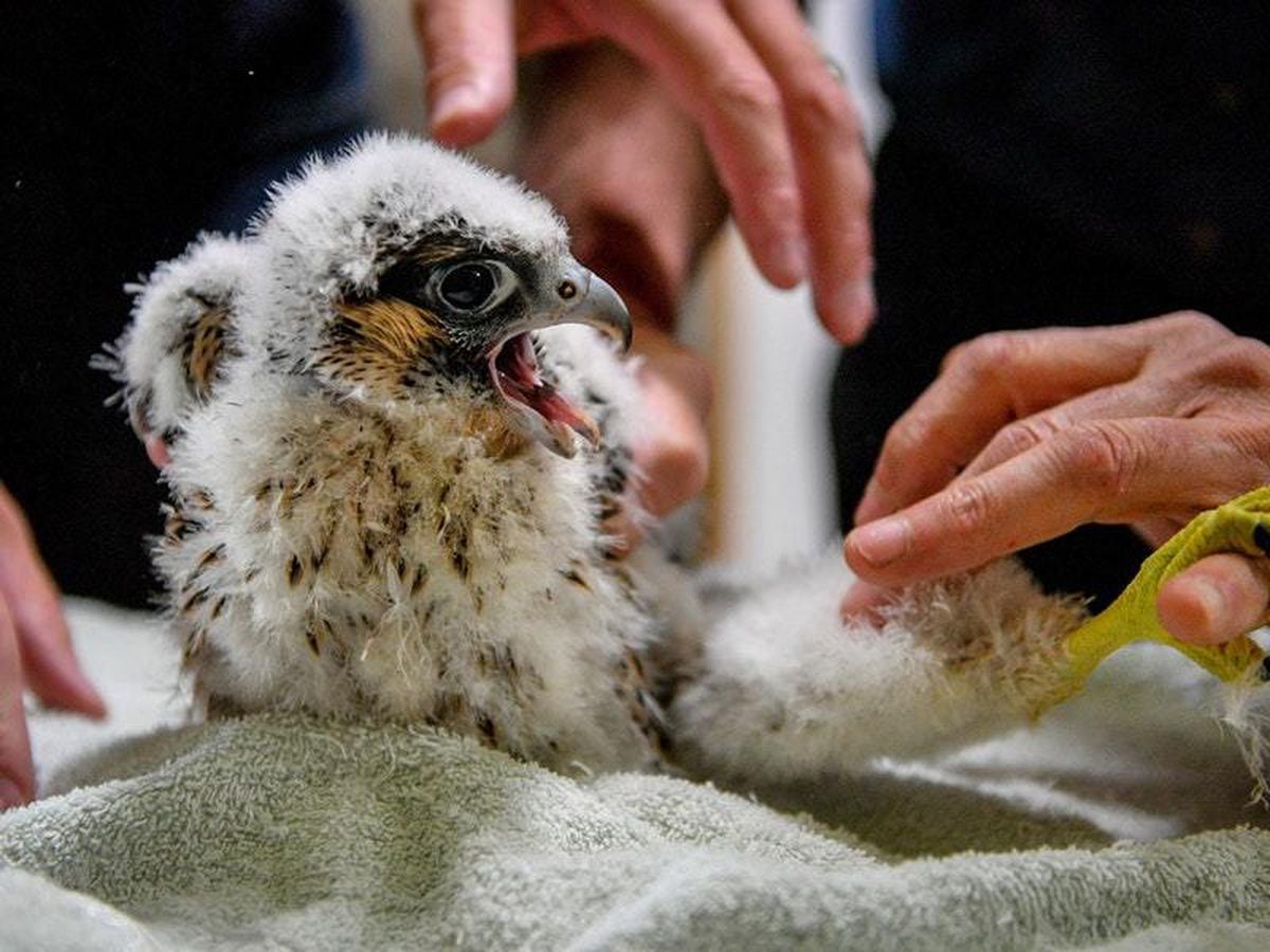 Peregrine falcon chicks ringed at Salisbury Cathedral | Guernsey Press