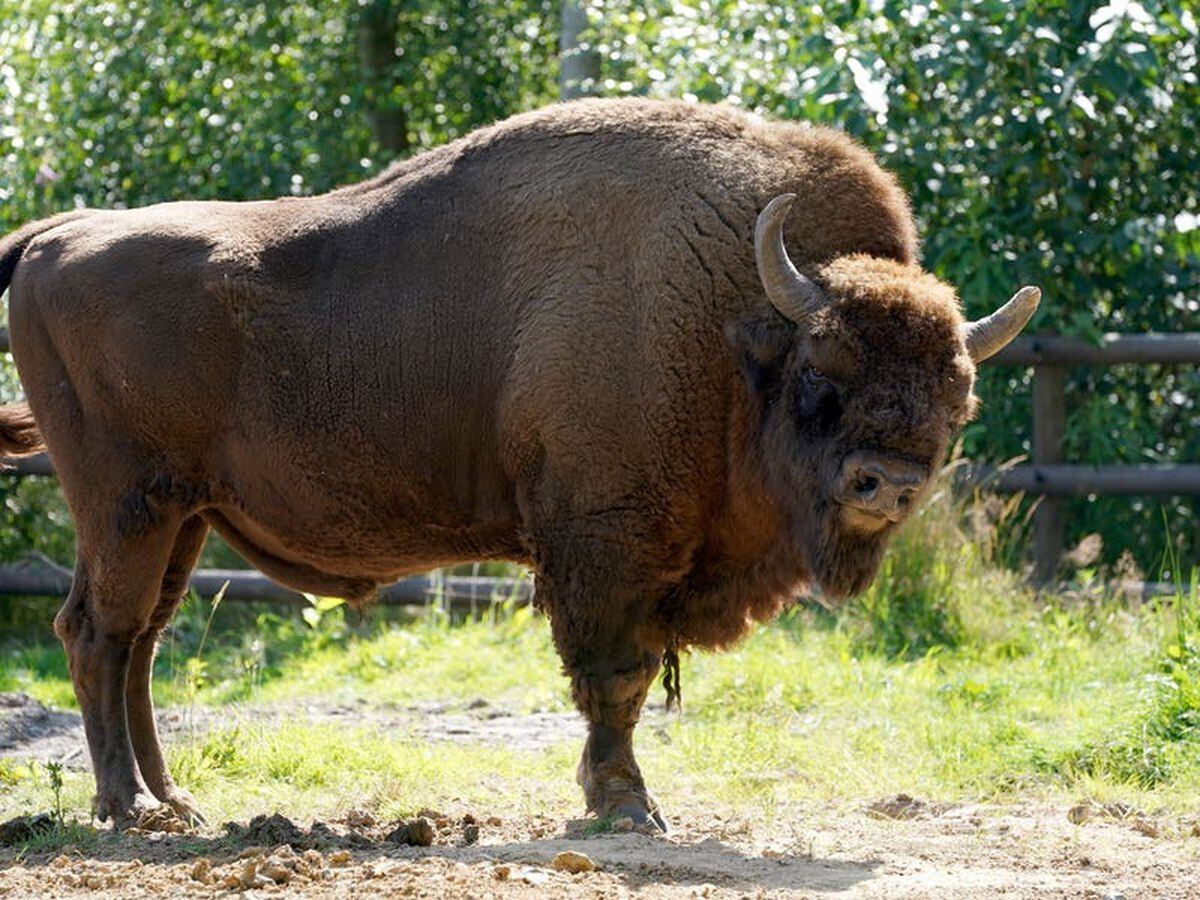Cattle, pigs and ponies introduced to bison rewilding project