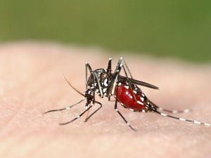 An Asian tiger mosquito. (32477558)
