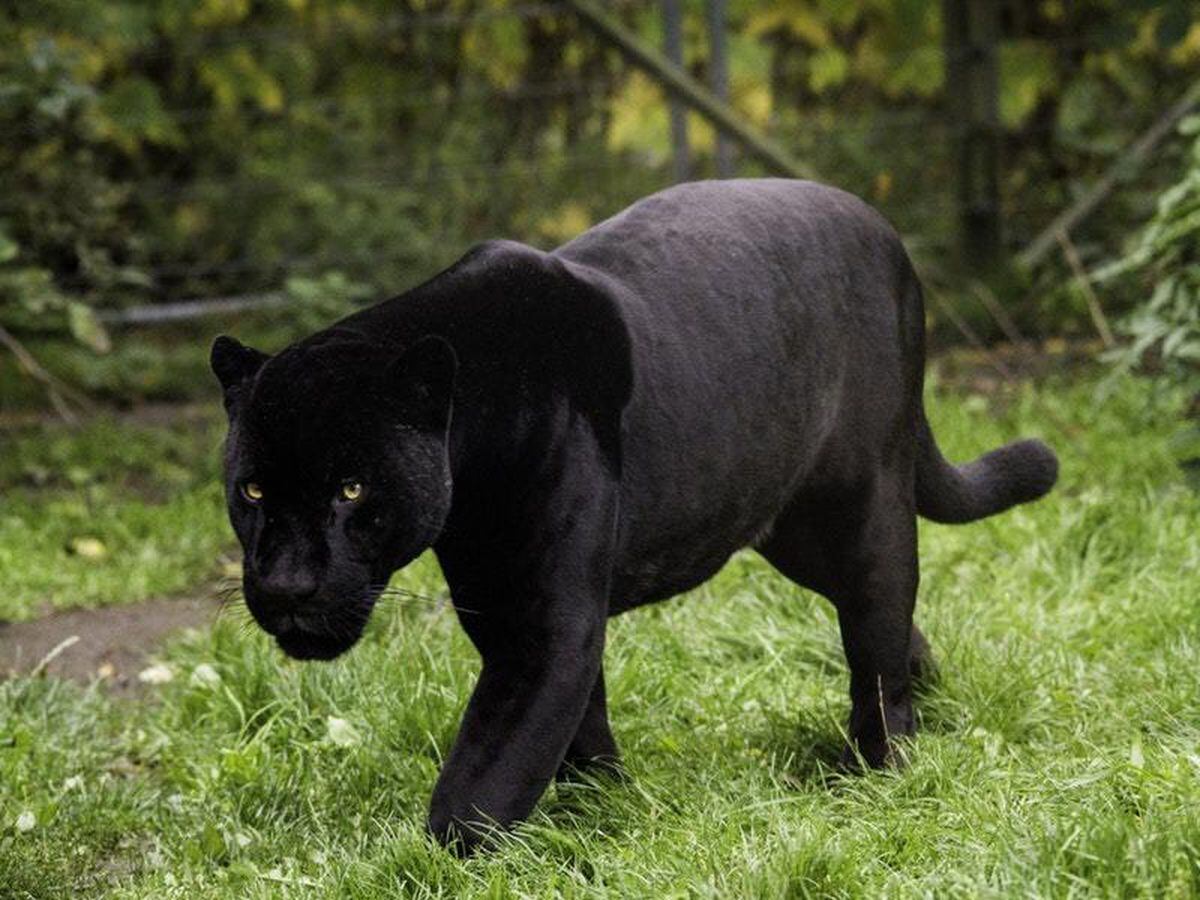 Black panther in South Jersey? Rumored big cat was just dog, police say