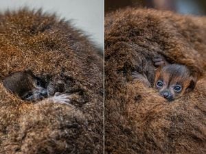 ‘Absolutely tiny’ twin red-bellied lemurs born at Chester Zoo
