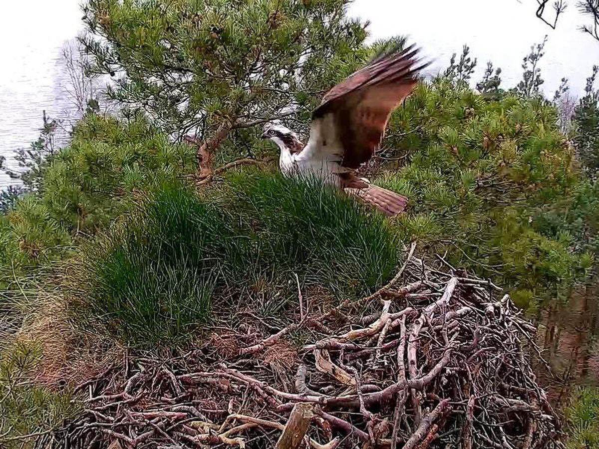 cotswold osprey