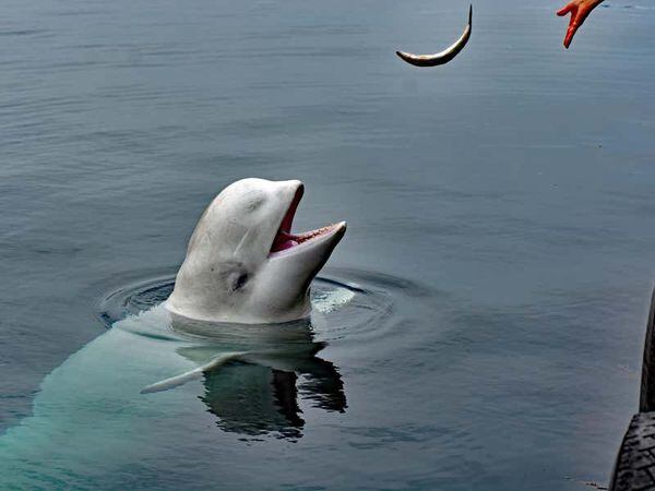 Norway says beluga whale with apparent Russian-made harness swims to Sweden