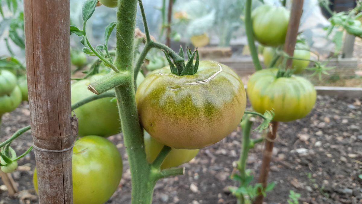 Black Krim tomato ripening. (Picture by Paul Savident) (31163485)