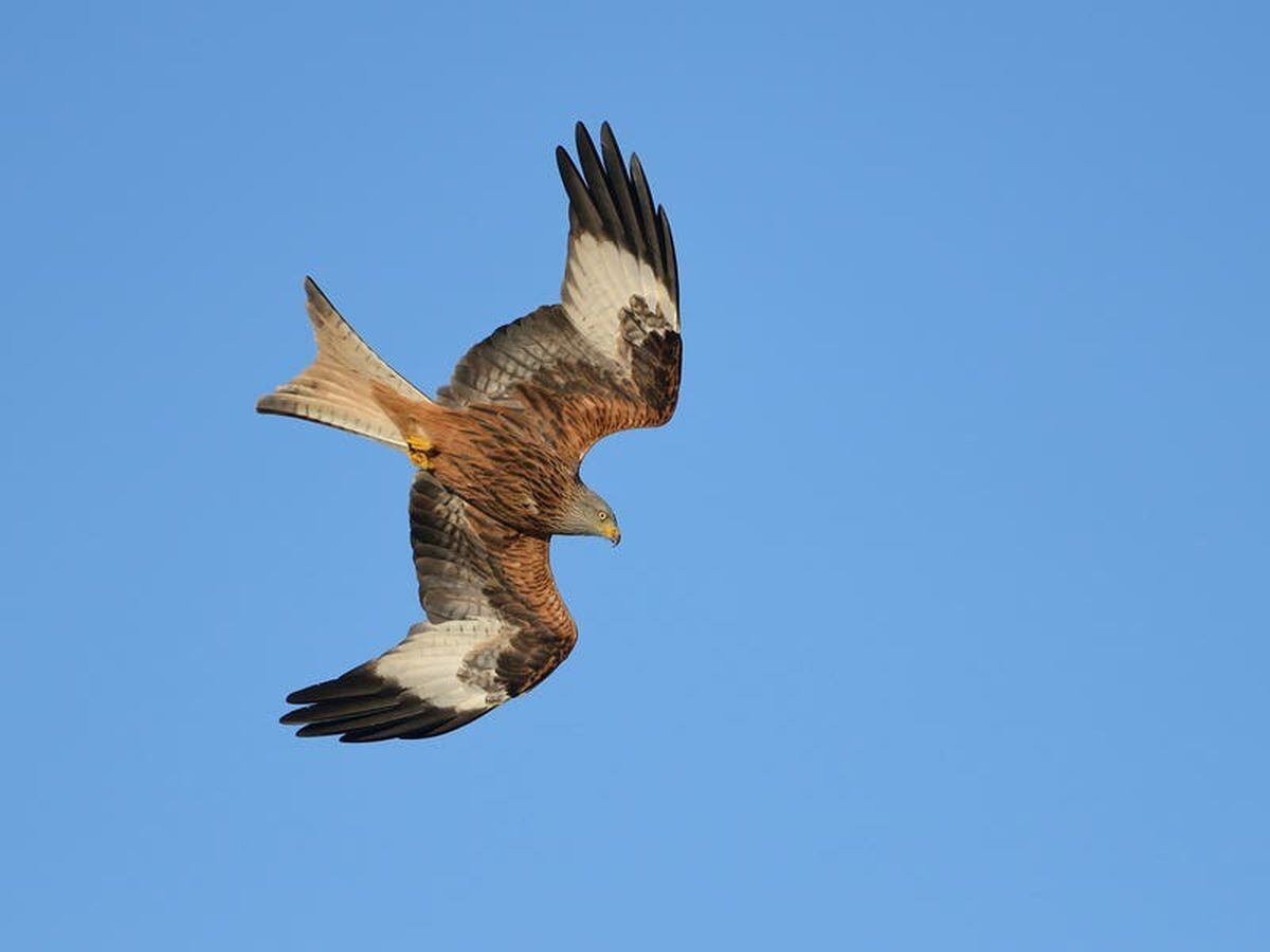 Red kite chicks head for Spain as UK returns favour for reintroduction scheme